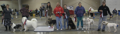 American Bulldog Club
